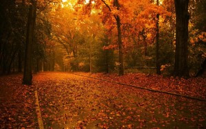 autumn_forest