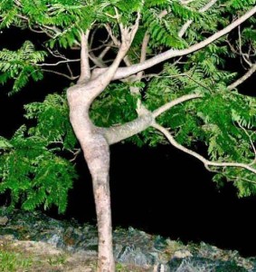 dancing_tree