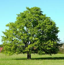 maple-tree