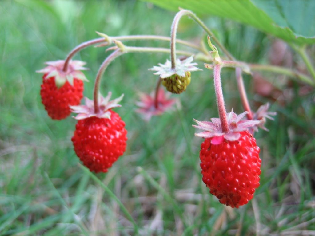 3_wild_strawberries
