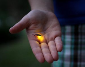 firefly-hand